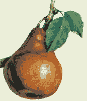Рисунок груши. рис.2