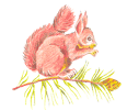 Белочка (увеличение)